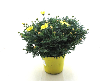 Chrysanthemum frut. Busch gelb