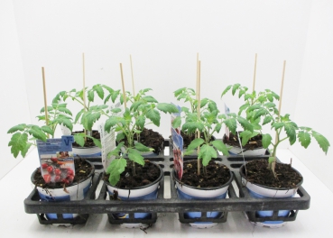 Tomate veredelt "Mirado Red"/"Mini Star"