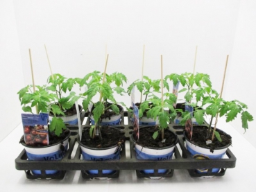 Tomate veredelt "Manolo Zebra/"Zebrino"