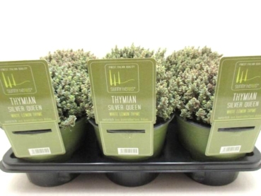 SunnyHerbs - Thymian Silver Queen