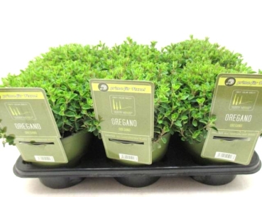 SunnyHerbs - Oregano