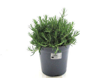 Rosmarin hängend Busch T19