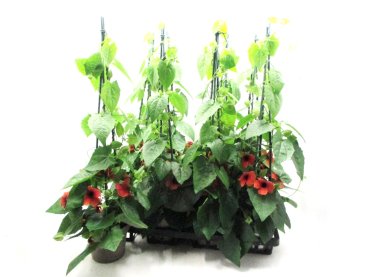 Thunbergia Pyramide terracotta