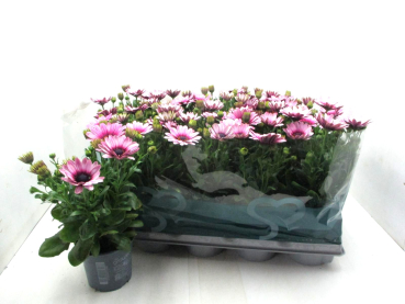 Osteospermum eckl. pink/rosa