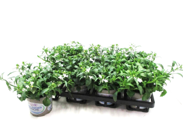 Lobelia erinus weiß