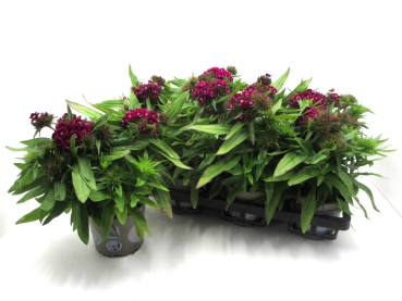 Dianthus barbatus