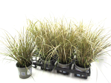 Carex auruga bronze