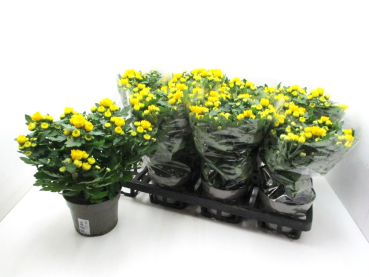 Chrysanthemum "Yahoo" gelb