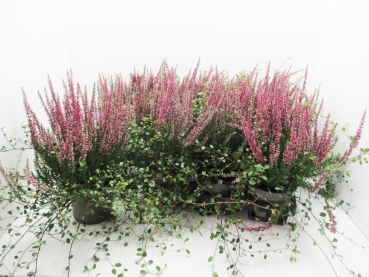 Calluna + Mühlenbeckia