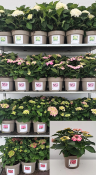 Hydrangea mac. Busch rot