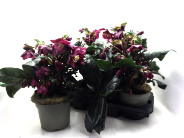 Helleborus "HGC Ice N' Roses Red"