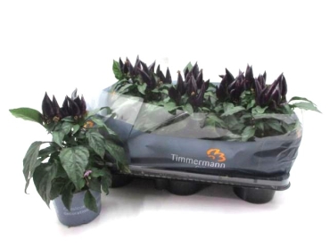 Capsicum ann. 'Purple'