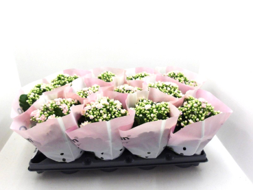 Kalanchoe gefüllt zartrosa
