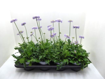 Scabiosa columb. blau