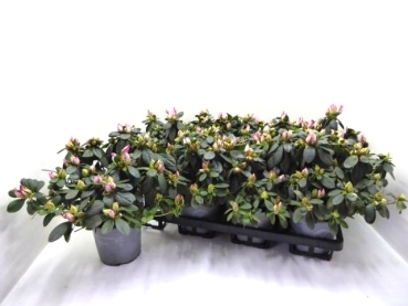 Azaleen 17-20 cm pink geflammt