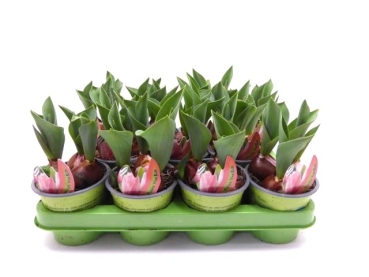 Tulpe  lachs "van Eijk"