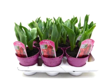 Tulpe rot "Seadove Parrot"