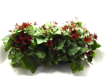 Pericallis "Senetti" rot