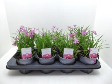 Rhodohypoxis baurii pink