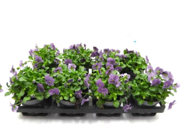 Viola cornuta Lilatöne