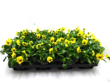 Viola cornuta Gelbtöne