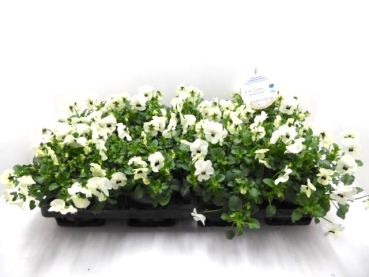 Viola cornuta Weißtöne