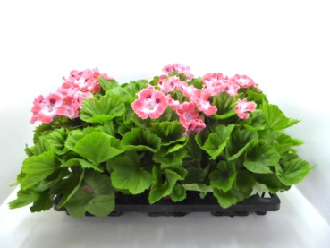Pelargonium grand. Orangetöne