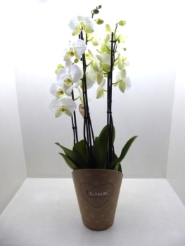 Phalaenopsis "Duetto" 4 Rispen weiß