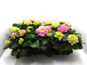 Hydrangea mac. midi rosa
