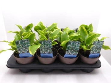 Hosta "Queen Josephine"