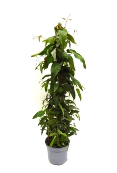 Eucalyptus cory. "Citriodora"