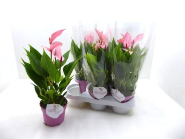 Anthurium andr. midi "Lilli" rosa