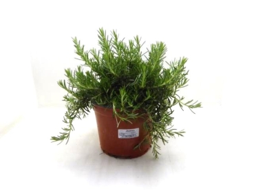 Rosmarin Busch T19 hängend