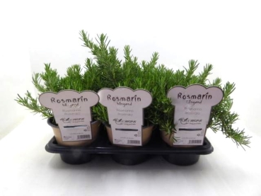 L'Aroma - Rosmarin hängend