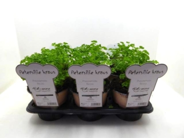 L'Aroma - Petersilie kraus