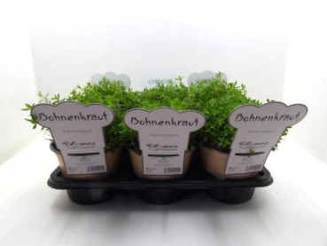 L'Aroma - Winterbohnenkraut