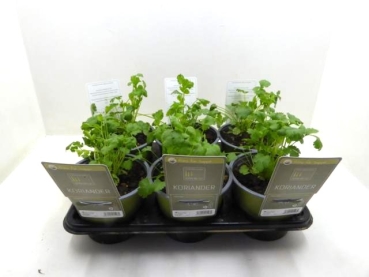 SunnyHerbs - Oregano hot&spicy