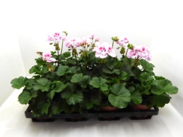 Pelargonium zonale zweifarbig