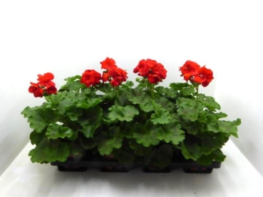 Pelargonium zonale Rot-Töne