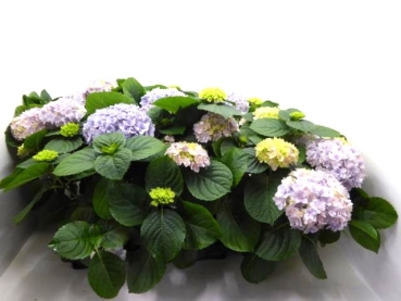 Hydrangea macr. "Sternchen" blau