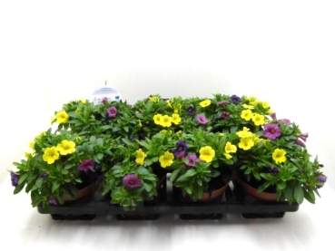 Calibrachoa Trio