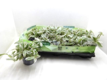 Tradescantia albiflora