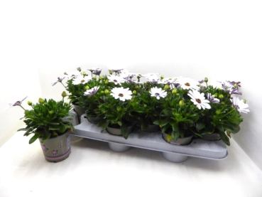 Osteospermum weiß
