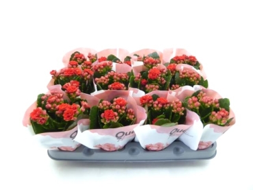 Mini Kalanchoe rot gefüllt