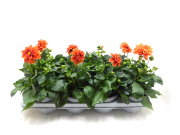 Dahlien orange