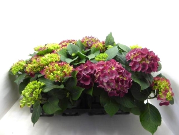 Hydrangea macr. bordeaux