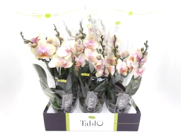 Phalaenopsis "Tablo" 2 Rispen pfirsich
