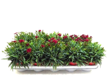 Dianthus "Peman" rot