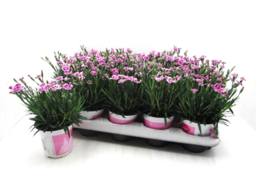 Dianthus "Pink Kisses"