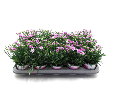 Dianthus "Pink Kisses"